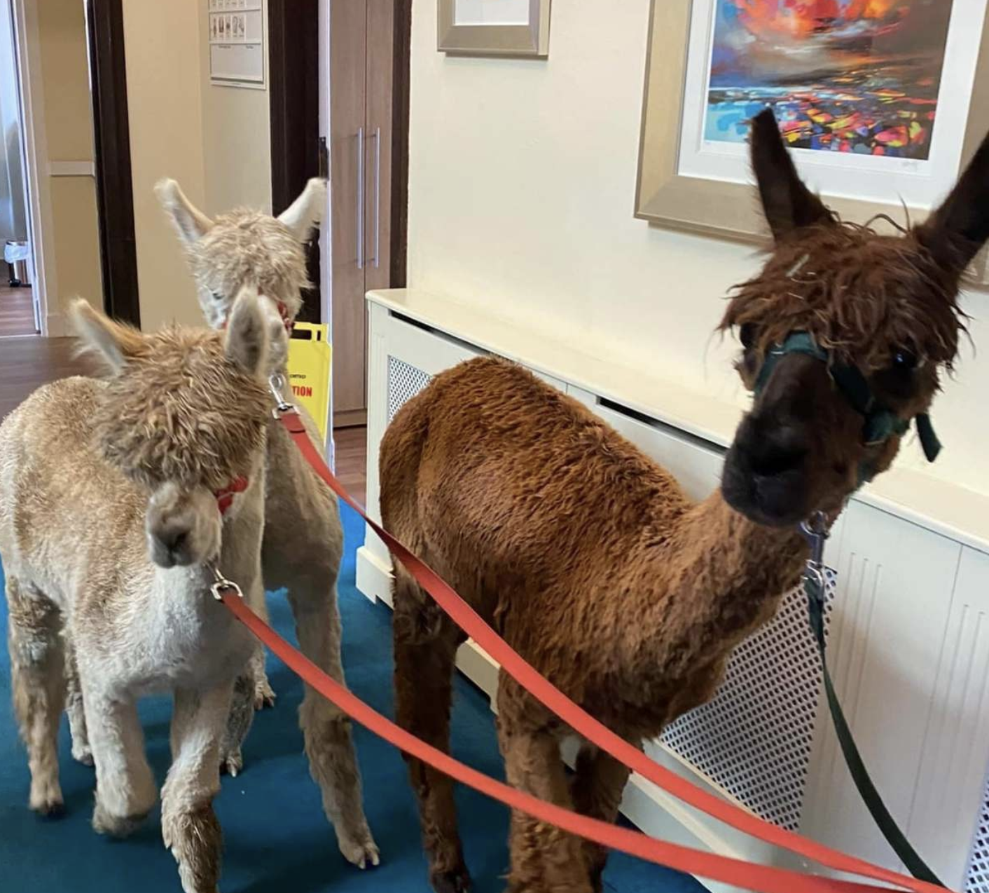 A resident happily petting a friendly therapy dog